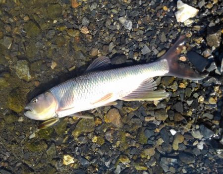 ベイトフィネスでハス釣り